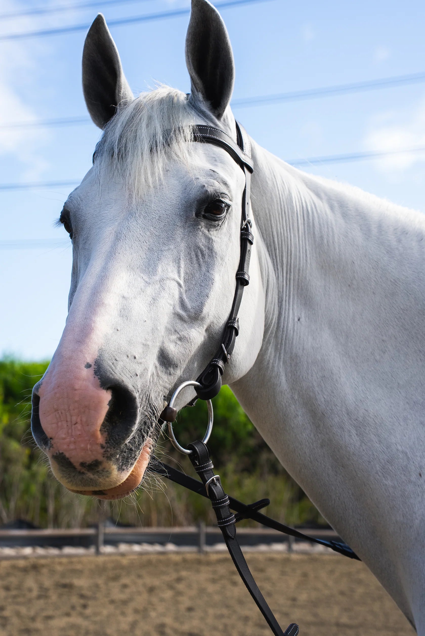 Millbrook Co. Freedom Bridle