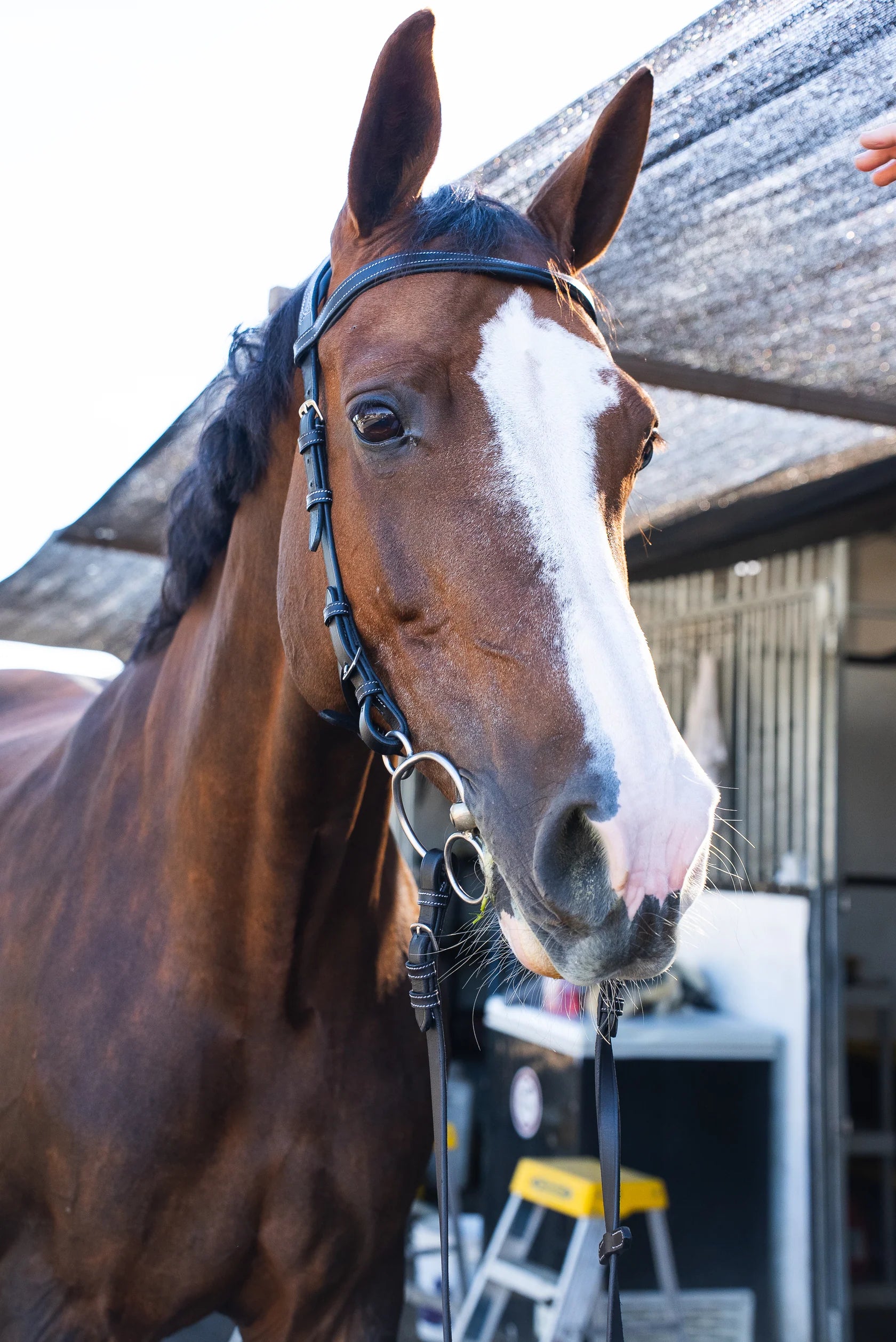 Millbrook Co. Freedom Bridle